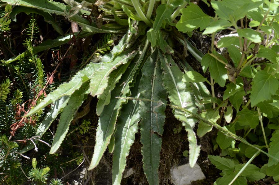 Campanula spicata / Campanula spigata